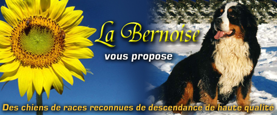 bouvier bernois