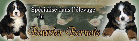 Bouvier bernois